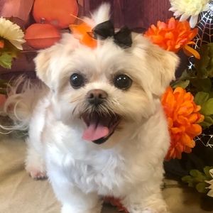 Meet your Posher, Susan